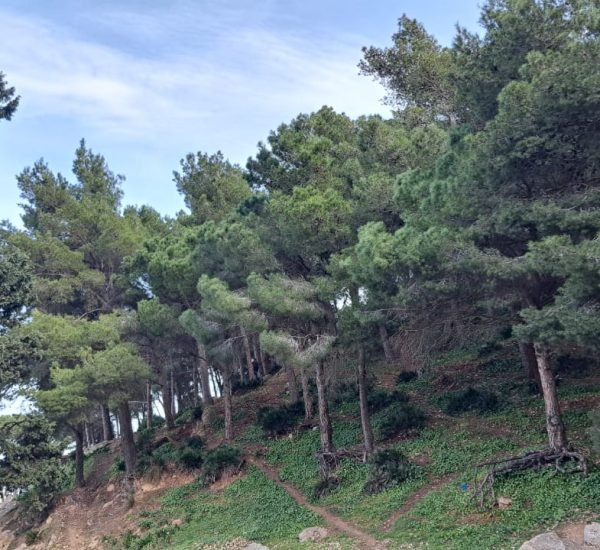NT_Bouaanan3