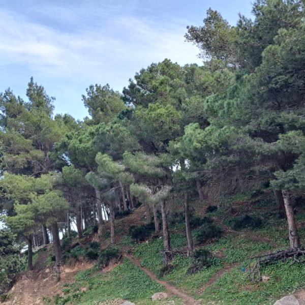 NT_Bouaanan3